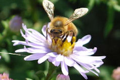 Bee